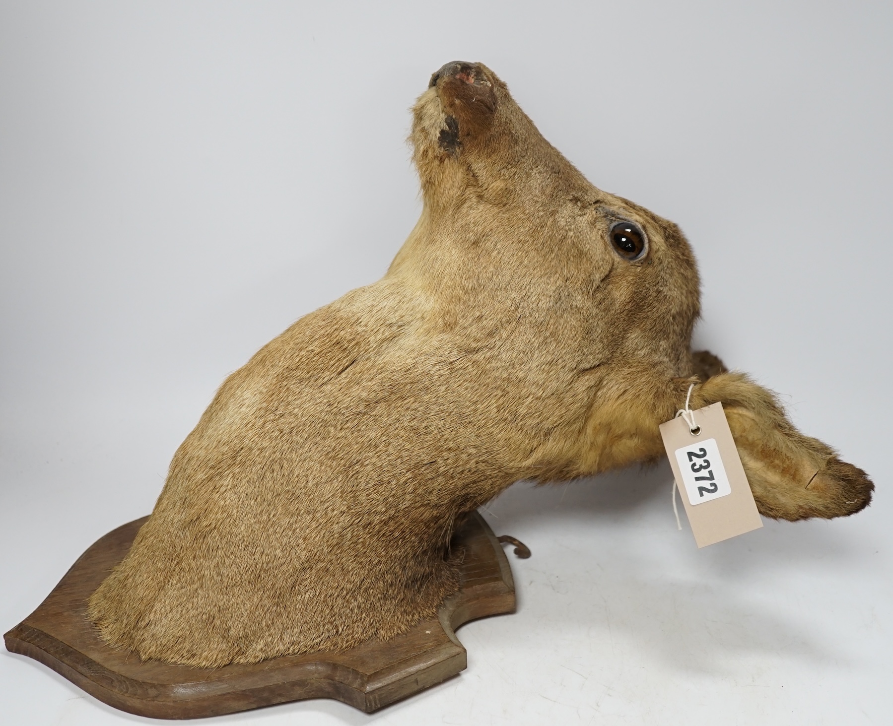 Two taxidermy mounted deer's heads, approximately 40cm high. Condition - fair